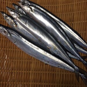 新サンマが入荷